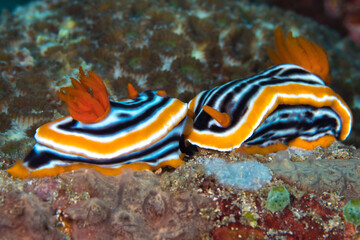  Colorful nudibranch crawling on coral reef