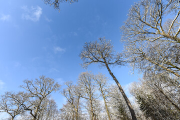 neige hiver paysage Belgique Wallonie Gaume Ardenne bois foret