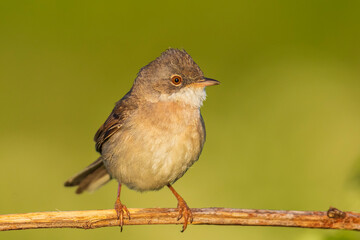 Whitethroat bird, Sylvia communis, foraging in a meadow