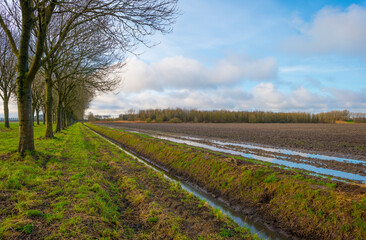 Fototapeta na wymiar Line of trees along an agricultural field in the countryside under a blue cloudy sky in sunlight in winter, Almere, Flevoland, The Netherlands, January 7, 2021