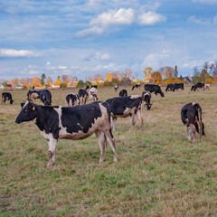 Black with white patches cow, on a slightly blurred background herd of cows grazing on a field with green grass, cloudy autumn day