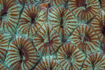 Close up detail of coral polyps on coral reef
