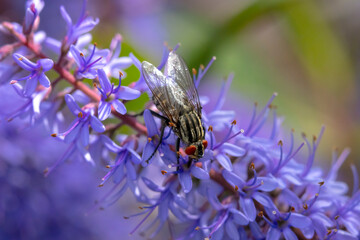 Flesh fly, Sarcophagidae , pollinating purple flowers.