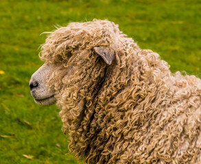 Naklejka premium A wooly sheep grazing beside the River Trent at Fledborough, Nottinghamshire in springtime