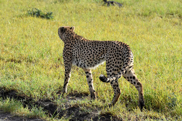 Cheetah in Maasai Mara, Kenya