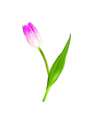 Vector pink tulip flower isolated on white background