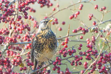 Fieldfare bird, Turdus pilaris, eating berries