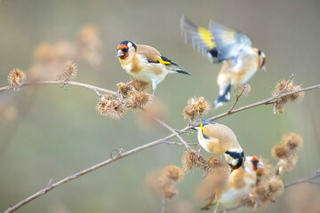 European goldfinch bird, Carduelis carduelis, perched eating seeds during Springtime season