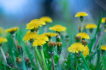 
Blooming dandelions on a natural blurred background.