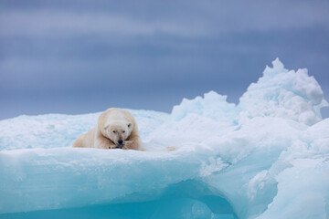 Fototapeta premium Polar bear on floating ice relaxing after hunting.