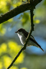 Closeup of a European pied flycatcher bird, Ficedula hypoleuca, perching on a branch, singing.