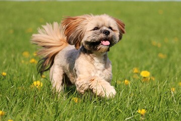 Naklejka na ściany i meble small brown lhasa apso is running in a field with yellow dandelions