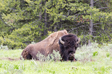 Bison at rest Yellowstone National Park