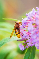 Volucella zonaria, hornet mimic hoverfly, feeding on purple Buddleja davidii