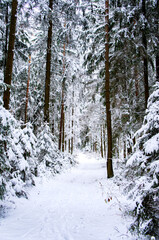 Winter snowy forest with conifers and a path through it