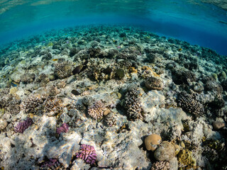 Underwater view of amazing coral reef in Red Sea