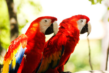 Beautiful couple of red feathered parrots posing in the jungle on a sunny day