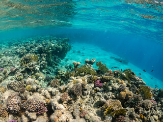 Naklejka na ściany i meble Underwater view of amazing coral reef in Red Sea