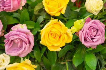 rose flower in bouquet background