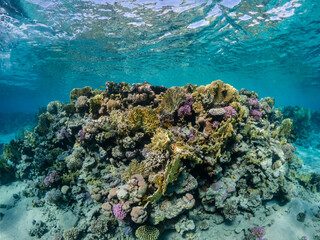 Underwater view of amazing coral reef in Red Sea