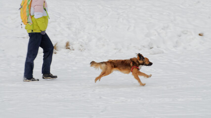 The dog runs and frolics in the snow.