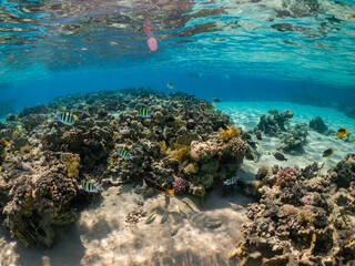 Underwater view of amazing coral reef and exotic fish in Red Sea