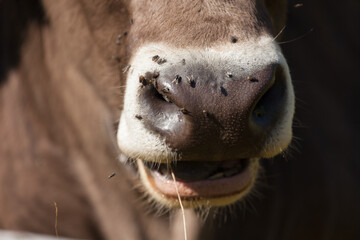 A brown alpine cow nose in a green pasture in Dolomites area