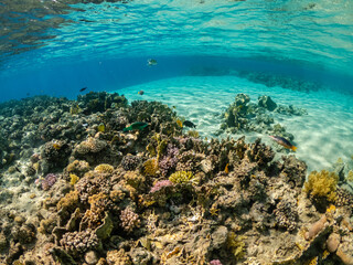 Fototapeta na wymiar Underwater view of amazing coral reef and exotic fish in Red Sea