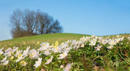 spring flowers anemone sylvestris on a hilly landscape