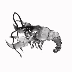 Watercolor lobster on a white background. Graphic art. Ink drawing. Hand drawing. Postcard, design, wallpaper, poster, graphic resource.