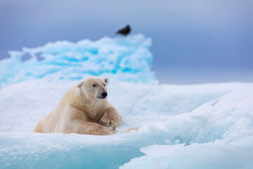 Obraz premium Polar bear on floating ice relaxing after hunting.