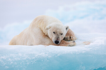 Obraz premium Polar bear on floating ice relaxing after hunting.