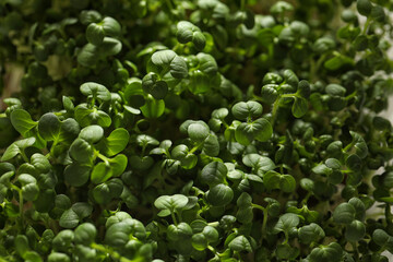 Sprouted arugula seeds as background, closeup view