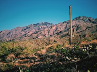 Desert landscape with cactus