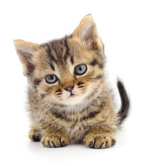 Kitten on white background.