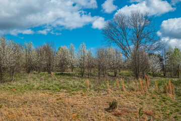 White flowering trees in a field