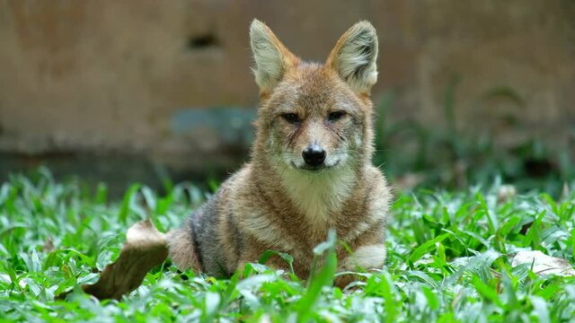 Different actions of the golden jackal during the day. Golden jackal resting on lawn