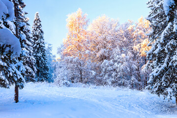 Winter landscape at dawn in a fairy forest outside the city.