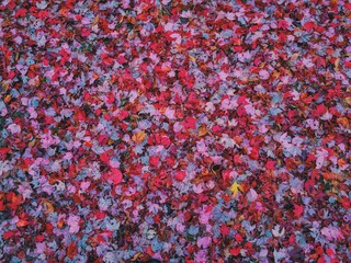 Pink and red leaves on the ground.