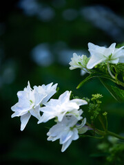 神戸・森林植物園/墨田の花火（ガクアジサイ）