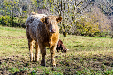 Fototapeta premium Group of cows grazing in the green fields of Ribes and Freser in Girona, Spain