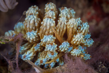 Blue tipped nudibranch Phyllodesmium kabiranum disguised as soft coral
