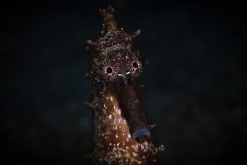 Close up detail portrait of common seahorse - hippocampus kuda