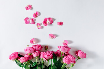Pink roses lying on a white background. The background is filled with randomly scattered pink petals