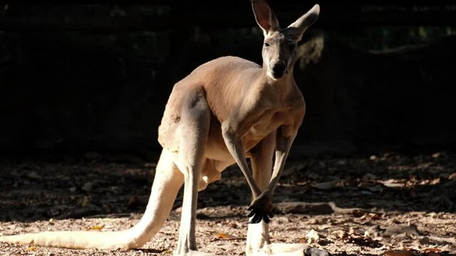 Kangaroos under the light and shadow in the evening before sunset.