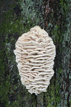 Climacodon septentrionalis, known as the Northern Tooth, a massive mushroom growing on a lime tree in Finland