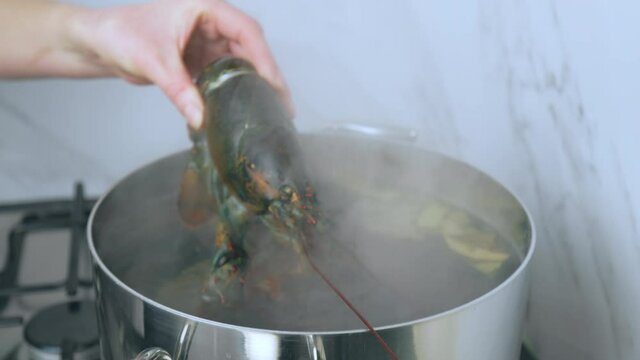 Placing a raw red lobster into the saucepan with boiling water on the gas stove. Concept of adding lobster for cooking and preparing luxury seafood in 4K.