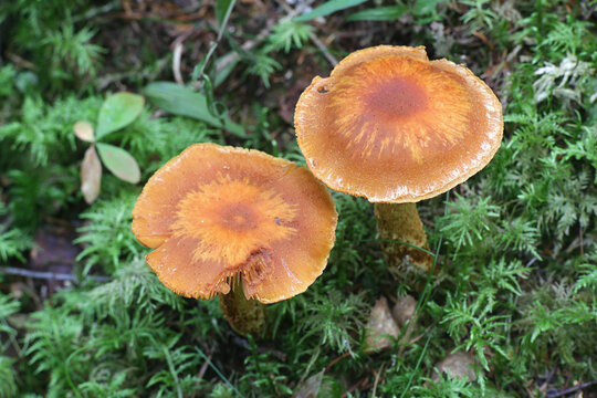 Cortinarius limonius (syn. Telamonia limonia), known as sunset webcap or fool's webcap, a deadly poisonous mushroom from Finland