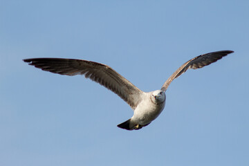 Seagull flying in the sky
