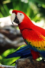 Beautiful specimen of the profile of a parrot posing on a branch on a sunny day inside the jungle